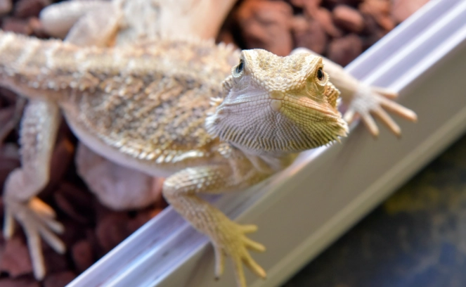 鬆獅蜥嗜睡原因