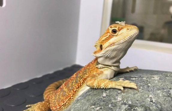 鬆獅蜥眼睛閉著