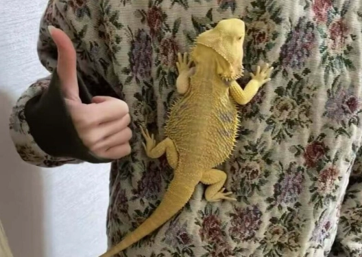 鬆獅蜥健康檢查