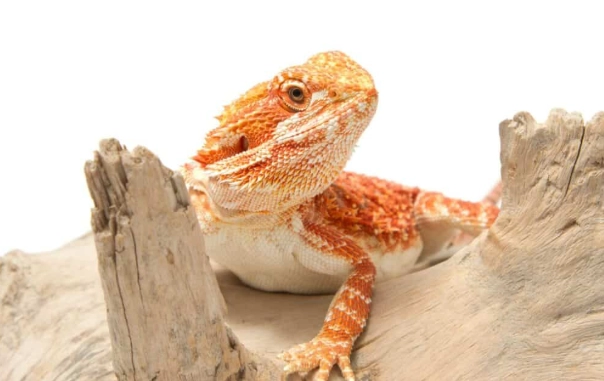 鬆獅蜥眼睛閉著