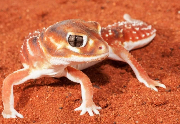 守宮尾巴抖動原因