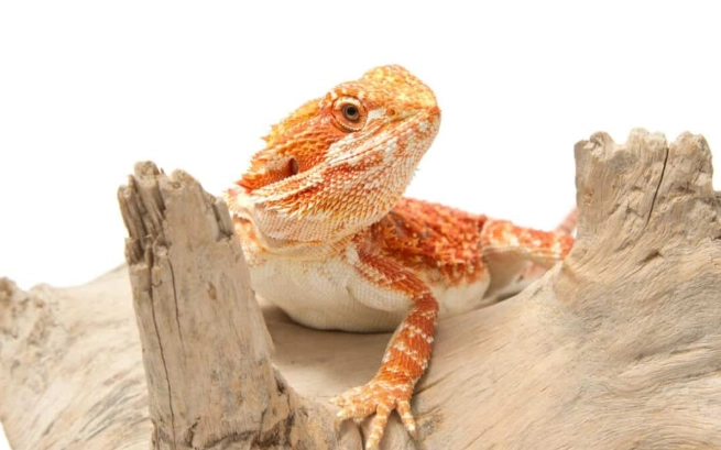 鬆獅蜥健康檢查