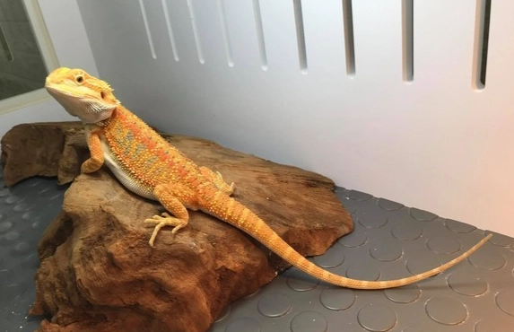 鬆獅蜥嗜睡原因