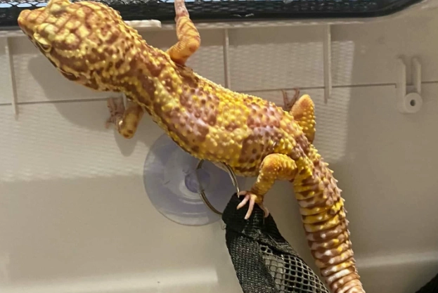 豹紋守宮斷尾護理