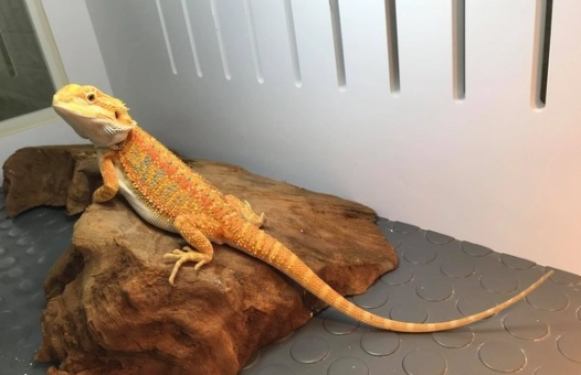 鬆獅蜥抽搐原因