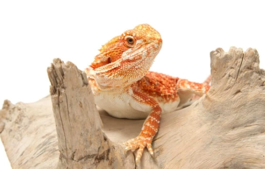 鬆獅蜥缺鈣症狀