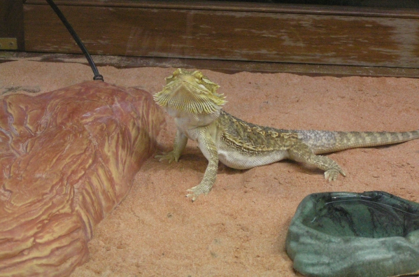 鬆獅蜥健康檢查