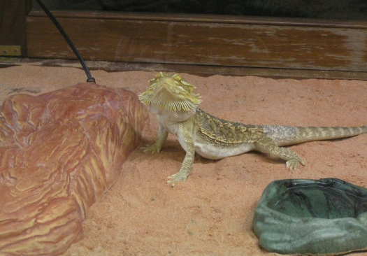 爬蟲代謝性骨病