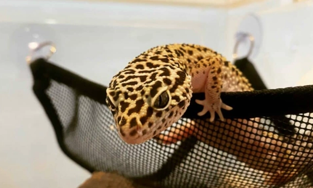 豹紋守宮斷尾護理