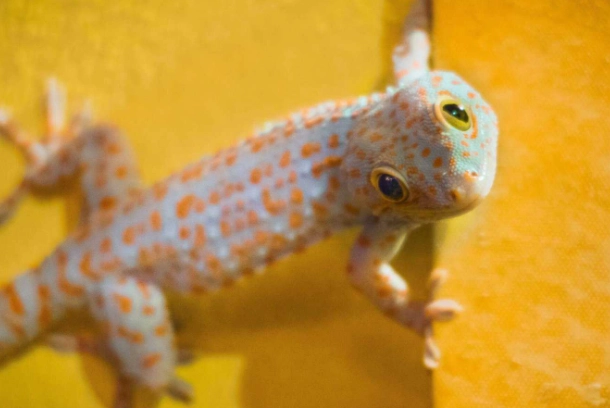 守宮尾巴抖動原因