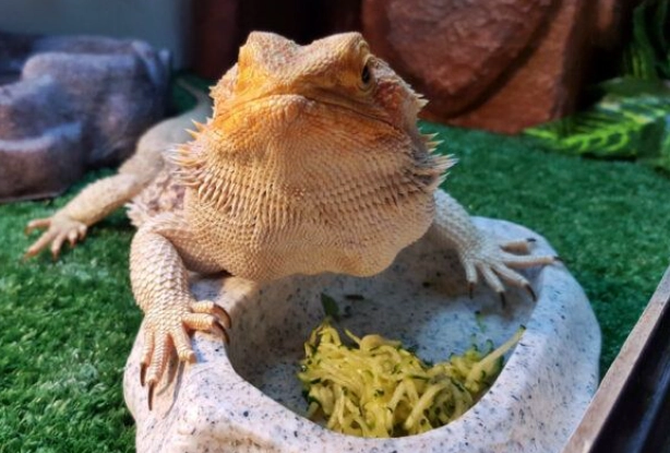 鬆獅蜥 蔬菜 清單