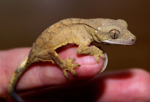 守宮 吃什麼水果