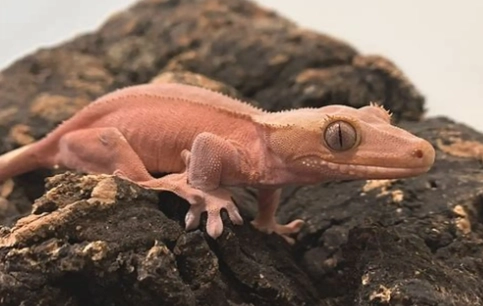 睫角守宮餵食時間