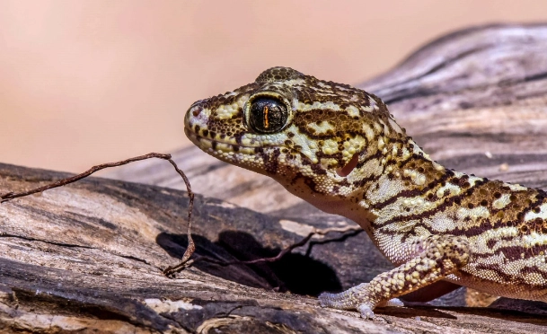 守宮 吃什麼水果