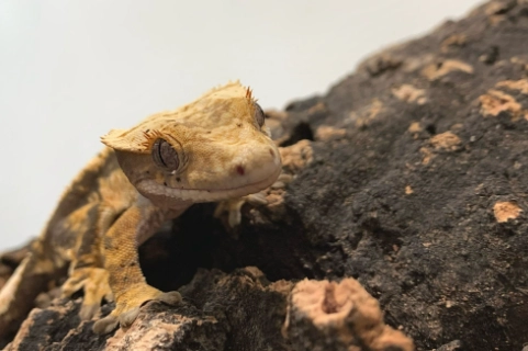 睫角守宮餵食量