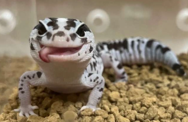 肥尾守宮環境設置