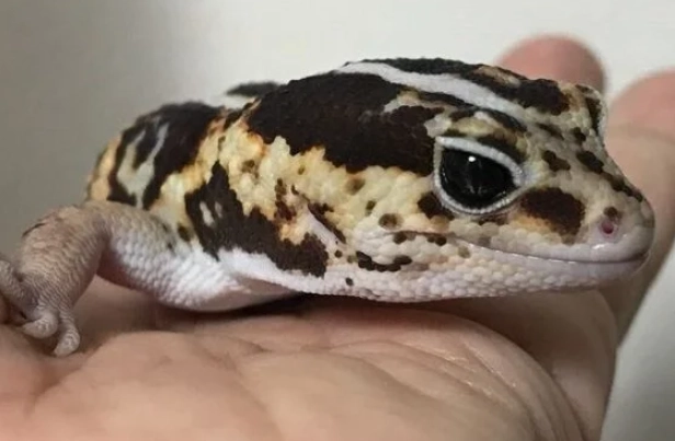 肥尾守宮餵食指南