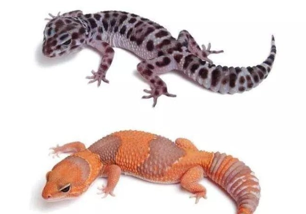 肥尾守宮餵食頻率