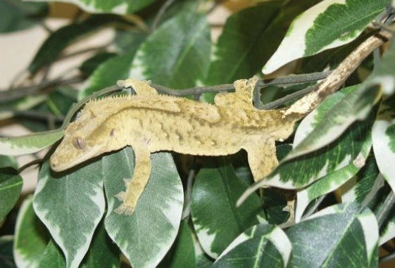 睫角守宮可以吃什麼水果