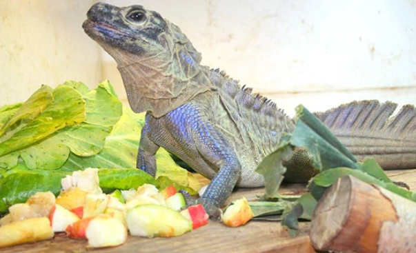 鬆獅蜥 蔬菜 清單