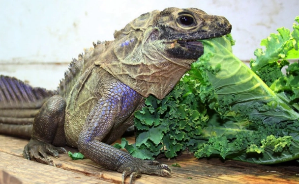 鬆獅蜥 飲食