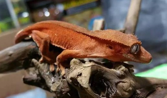 睫角守宮餵食時間