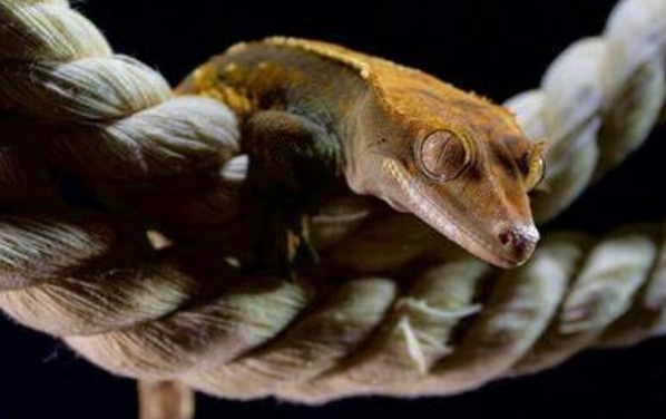睫角守宮餵食量