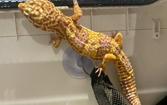 肥尾守宮環境設置