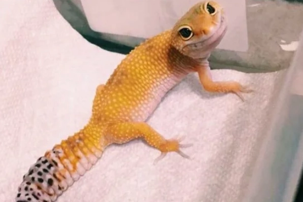 肥尾守宮餵食頻率