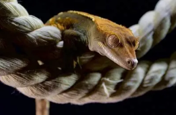 睫角守宮可以吃什麼水果