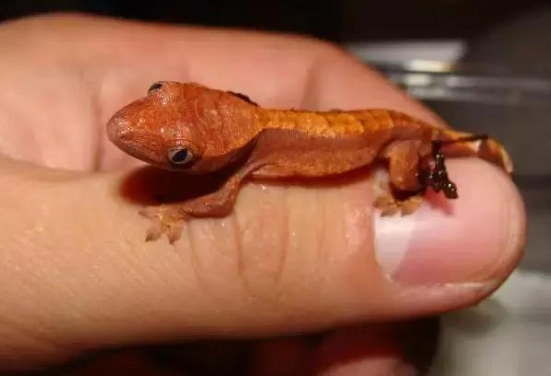 睫角守宮環境溫度