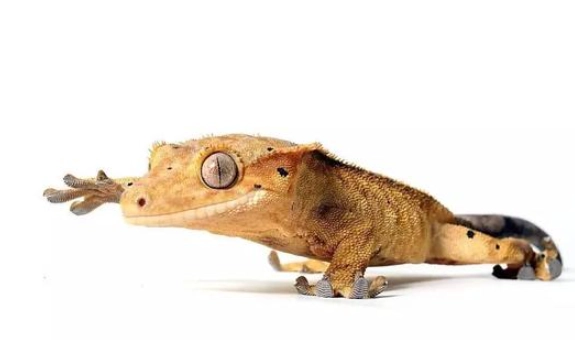 睫角守宮脫皮問題