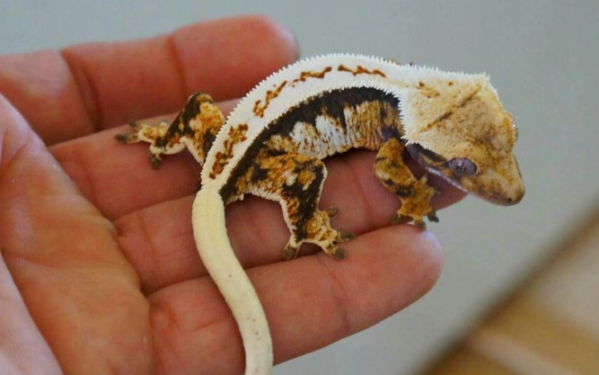 睫角守宮脫皮問題