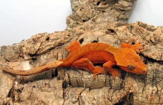 睫角守宮飼養問題