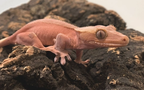 睫角守宮脫皮照顧