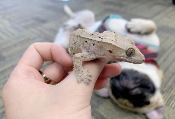 睫角守宮飼養問題