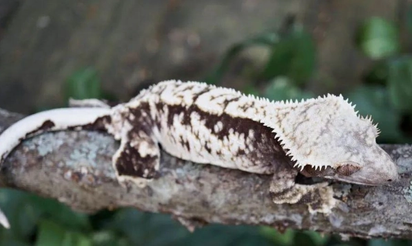 睫角守宮脫皮照顧