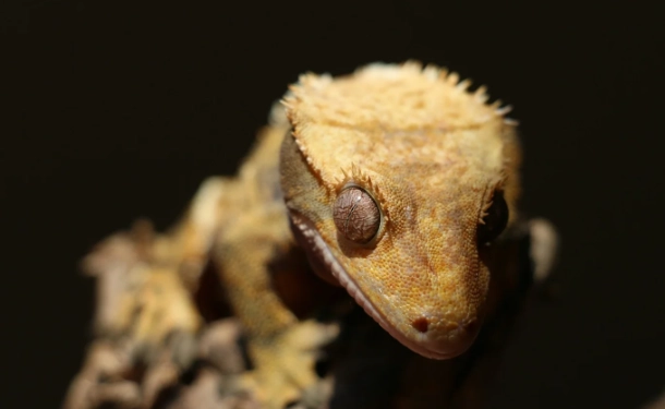 睫角守宮溫度設定