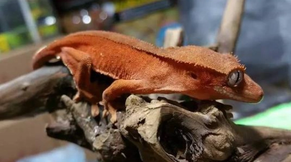 睫角守宮脫皮照顧