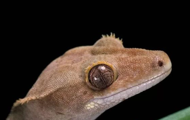 睫角守宮脫皮問題