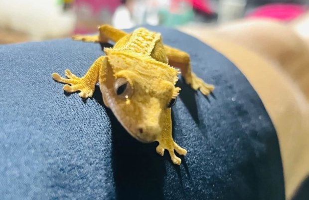 睫角守宮飼養問題