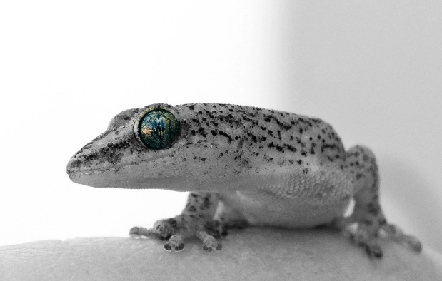 如何幫助守宮脫皮