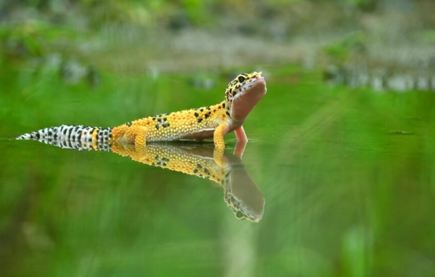 守宮吃水果安全嗎