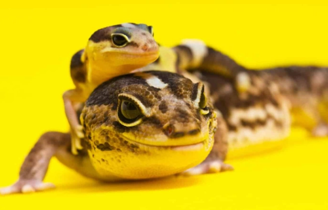 守宮吃水果安全嗎