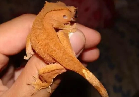 睫角守宮環境溫度