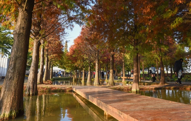 虎尾落羽松季節