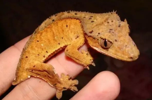 睫角守宮飼養溫度