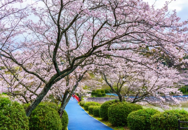 福岡櫻花景點
