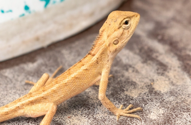 守宮可以吃水果嗎