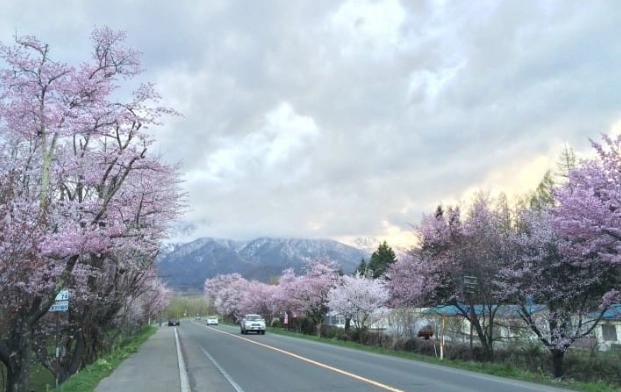 富良野櫻花攻略：北海道私房賞櫻景點與最佳旅遊時機